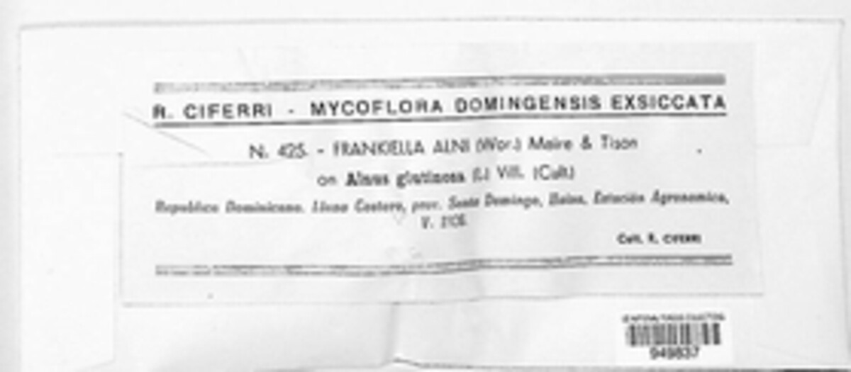 Frankiella alni image